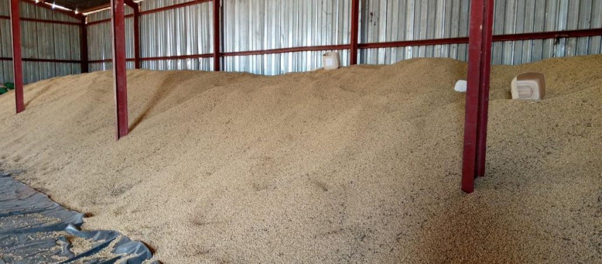 Soya Beans from Zambia